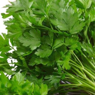 Parsley Thumbnail